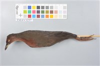 藏品(緋秧雞)的圖片